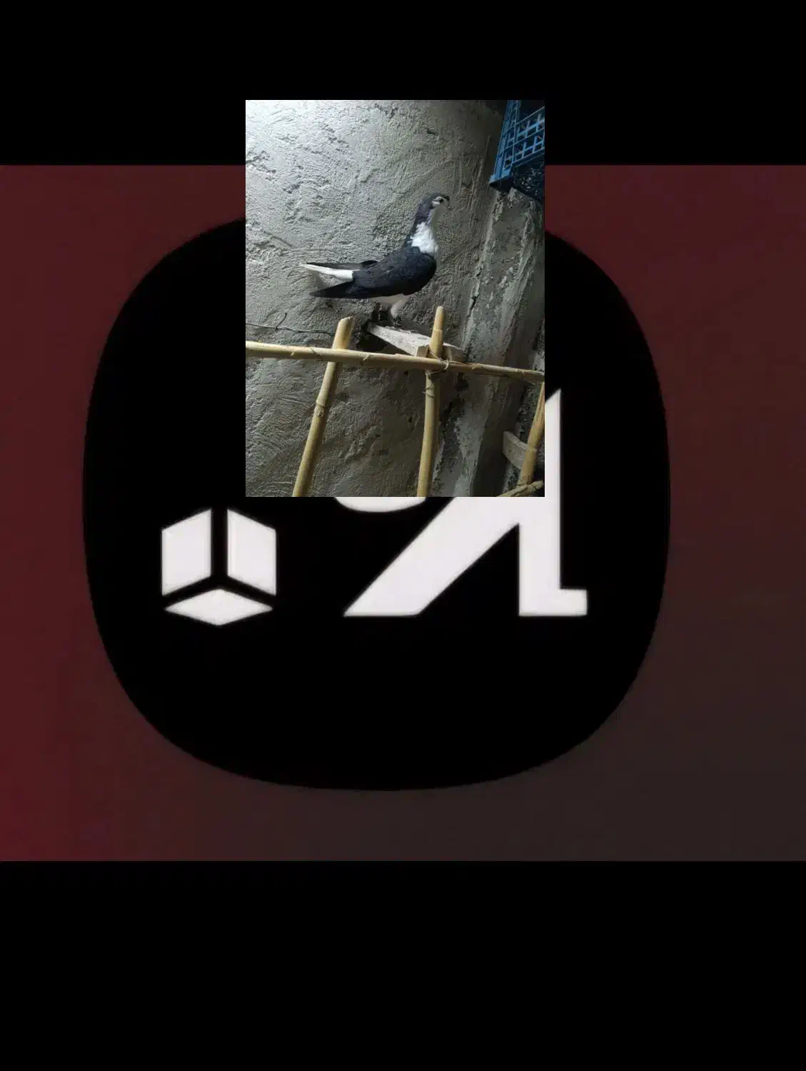 اصفهانی|پرنده|تهران, امیریه|دیوار