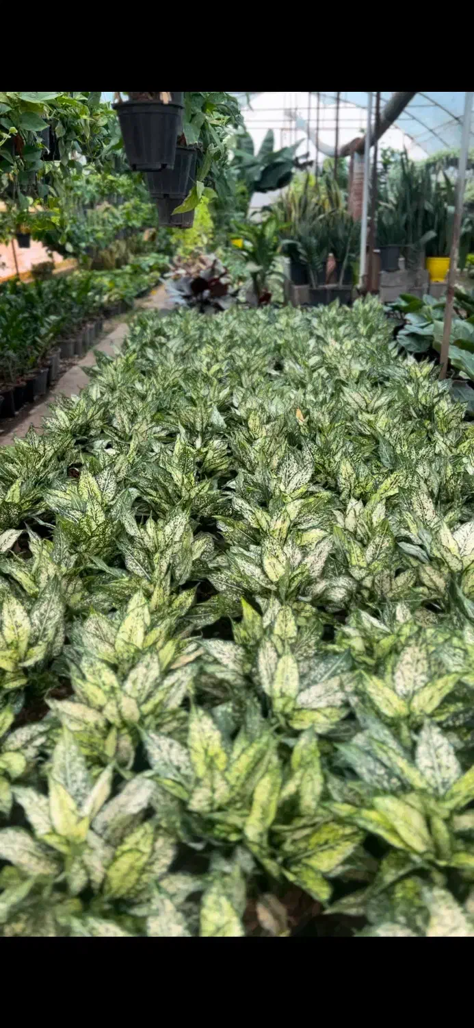 اجاره گلخانه ۷۰۰ متری در عباس اباد|اجارهٔ دفتر صنعتی، کشاورزی، تجاری|عباس‌آباد, |دیوار