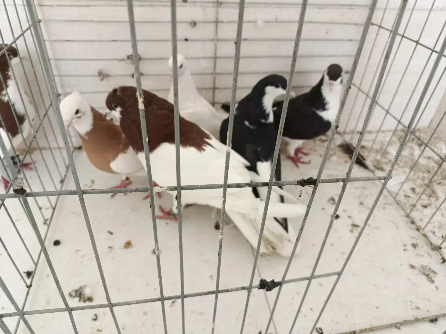 کبوتر|پرنده|مهریز, |دیوار