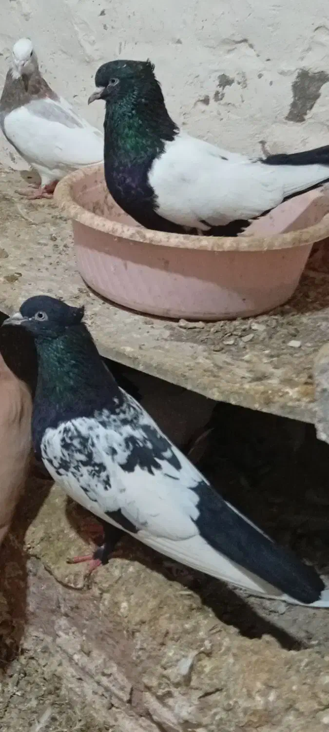 سینه طوقی|پرنده|سلیمان, |دیوار