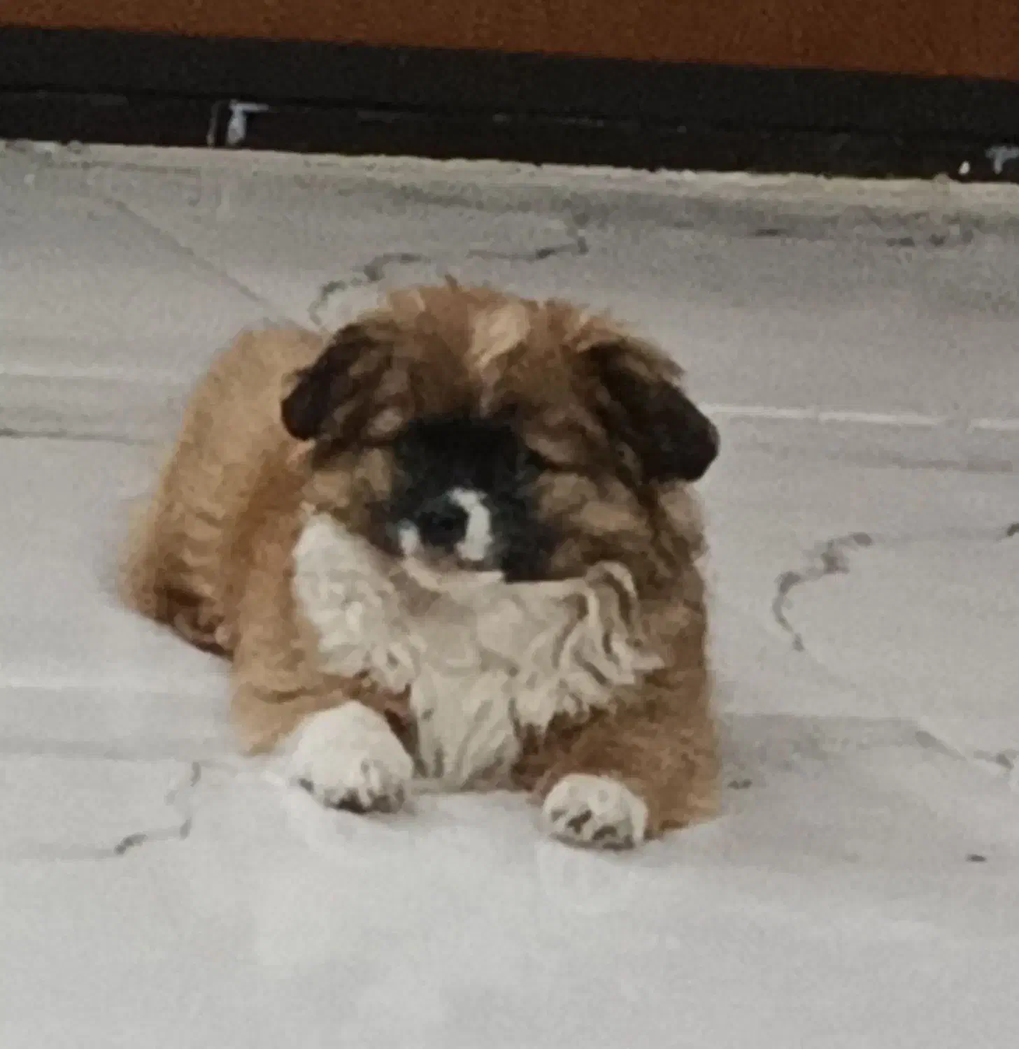 پامر|سگ|پاکدشت, حصار امیر|دیوار