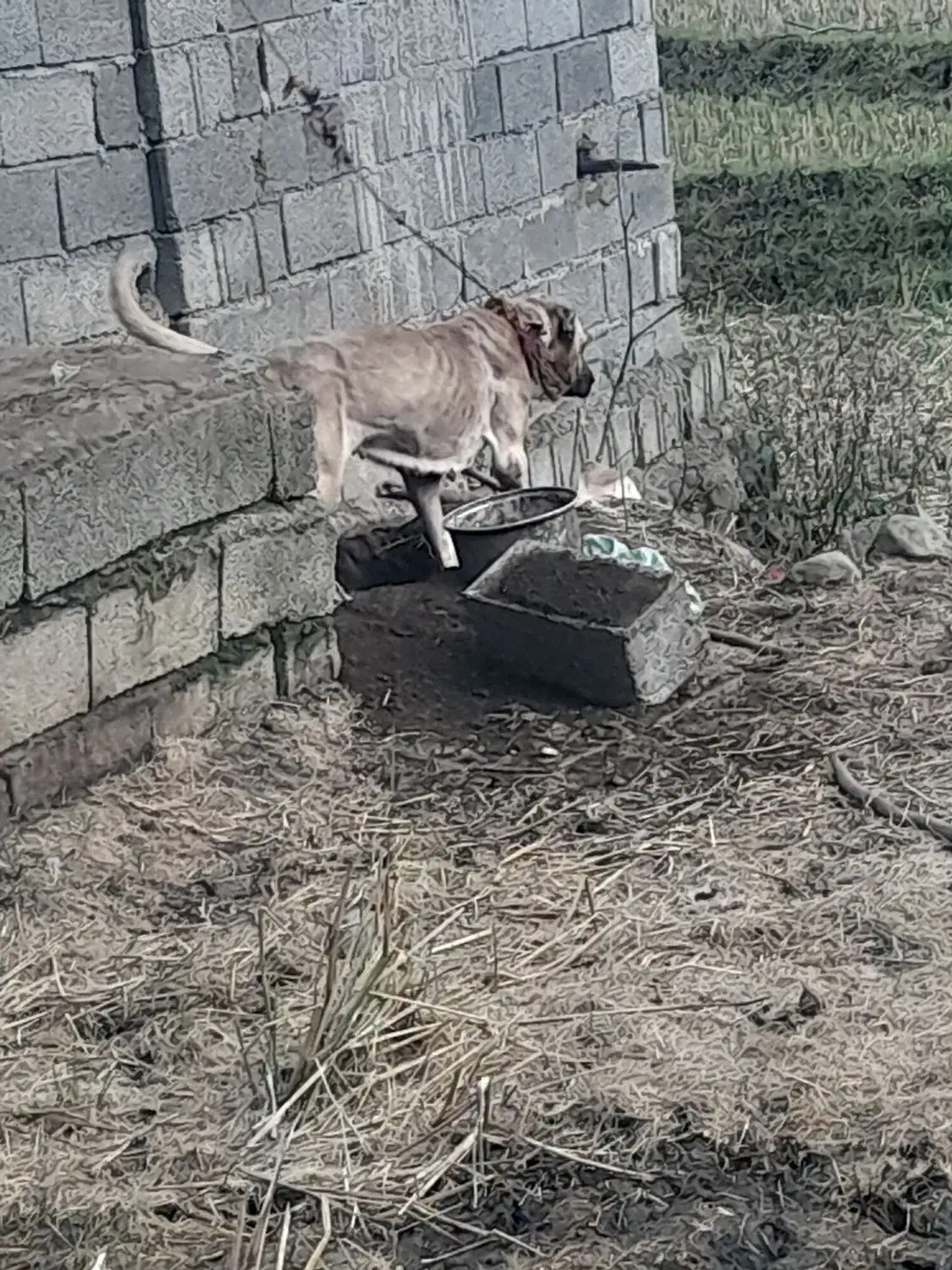 ماده سرابی اصیل|سگ|رحیمآباد, |دیوار