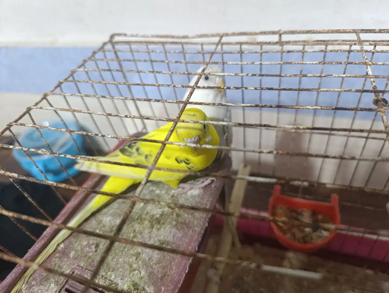 مرغ عشق|پرنده|برازجان, |دیوار