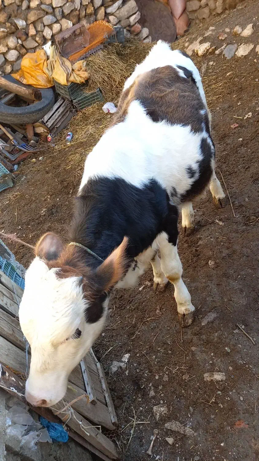 گوساله نر سیمینتال|حیوانات مزرعه|سیلوانه, |دیوار