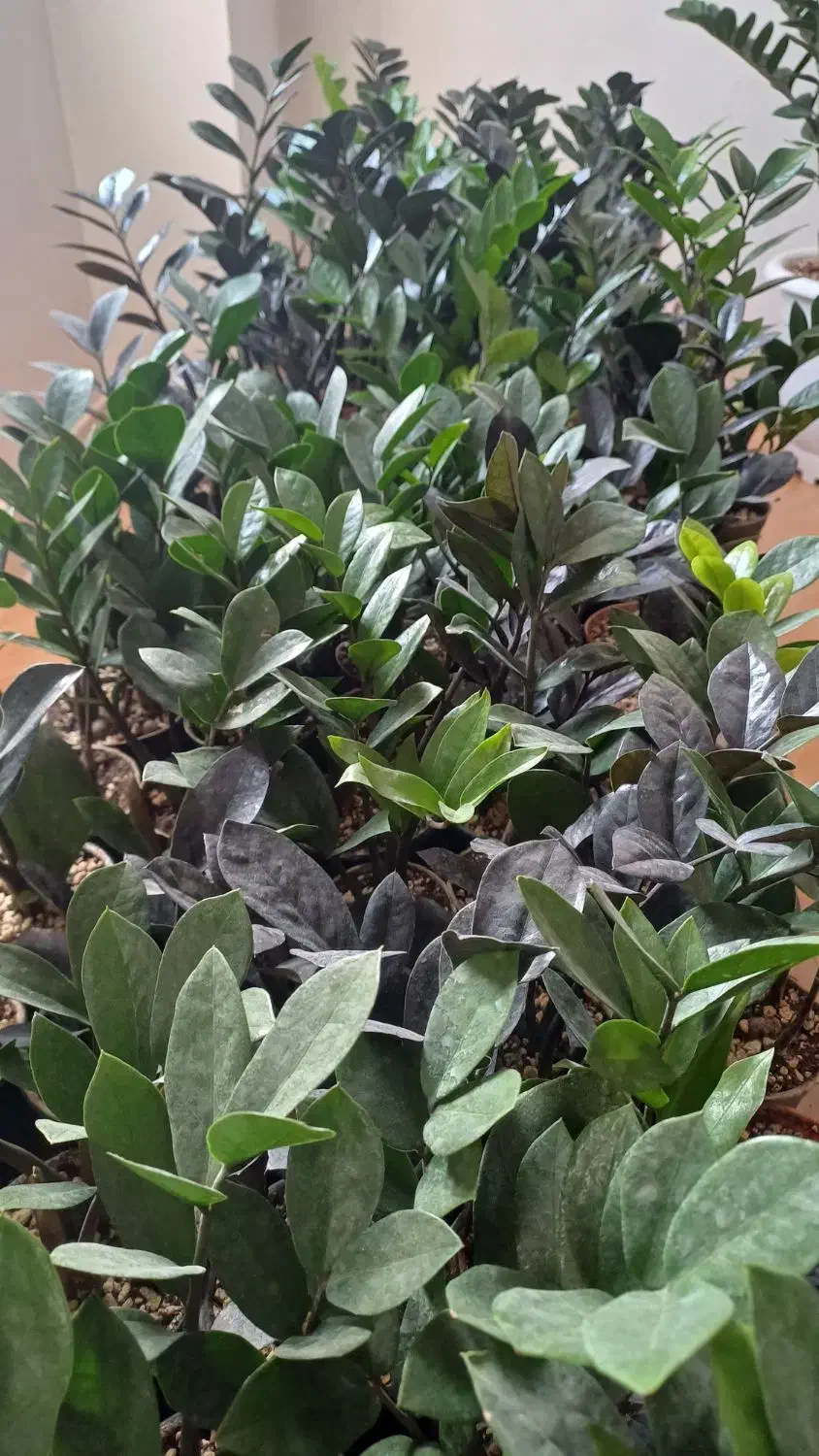 فروش گل طبیعی|گل و گیاه طبیعی|شیروان (خراسان), |دیوار