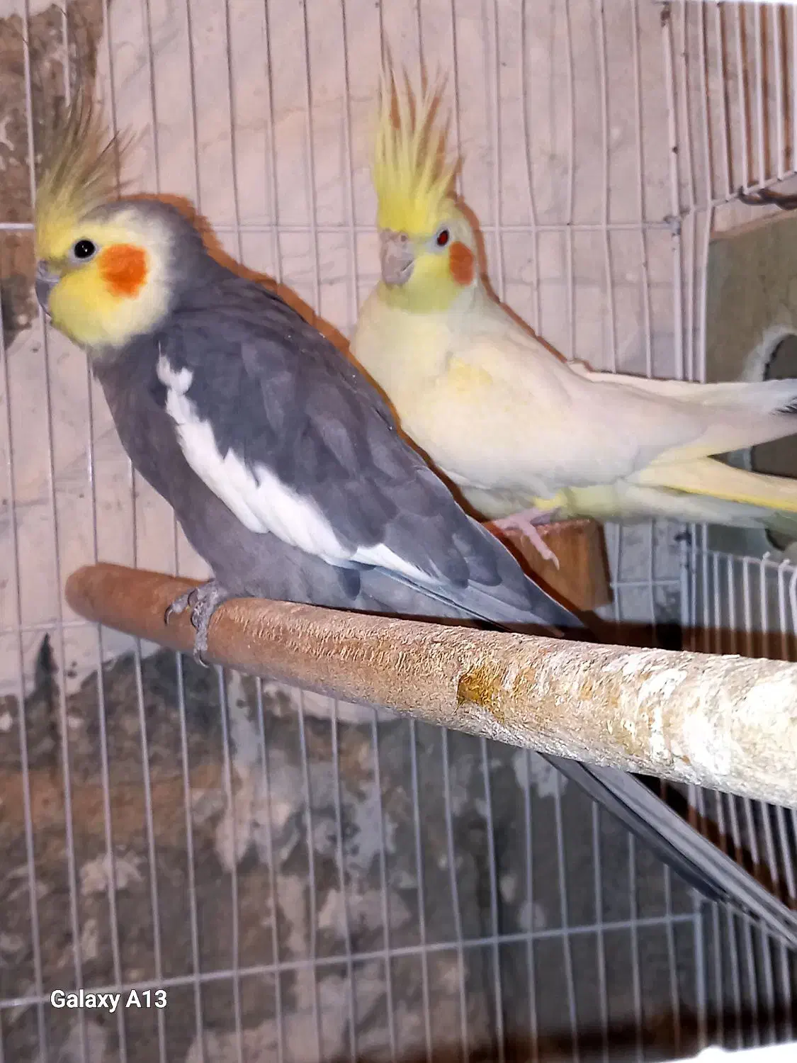 با سلام فروش عروس هلندی|پرنده|خرامه, |دیوار