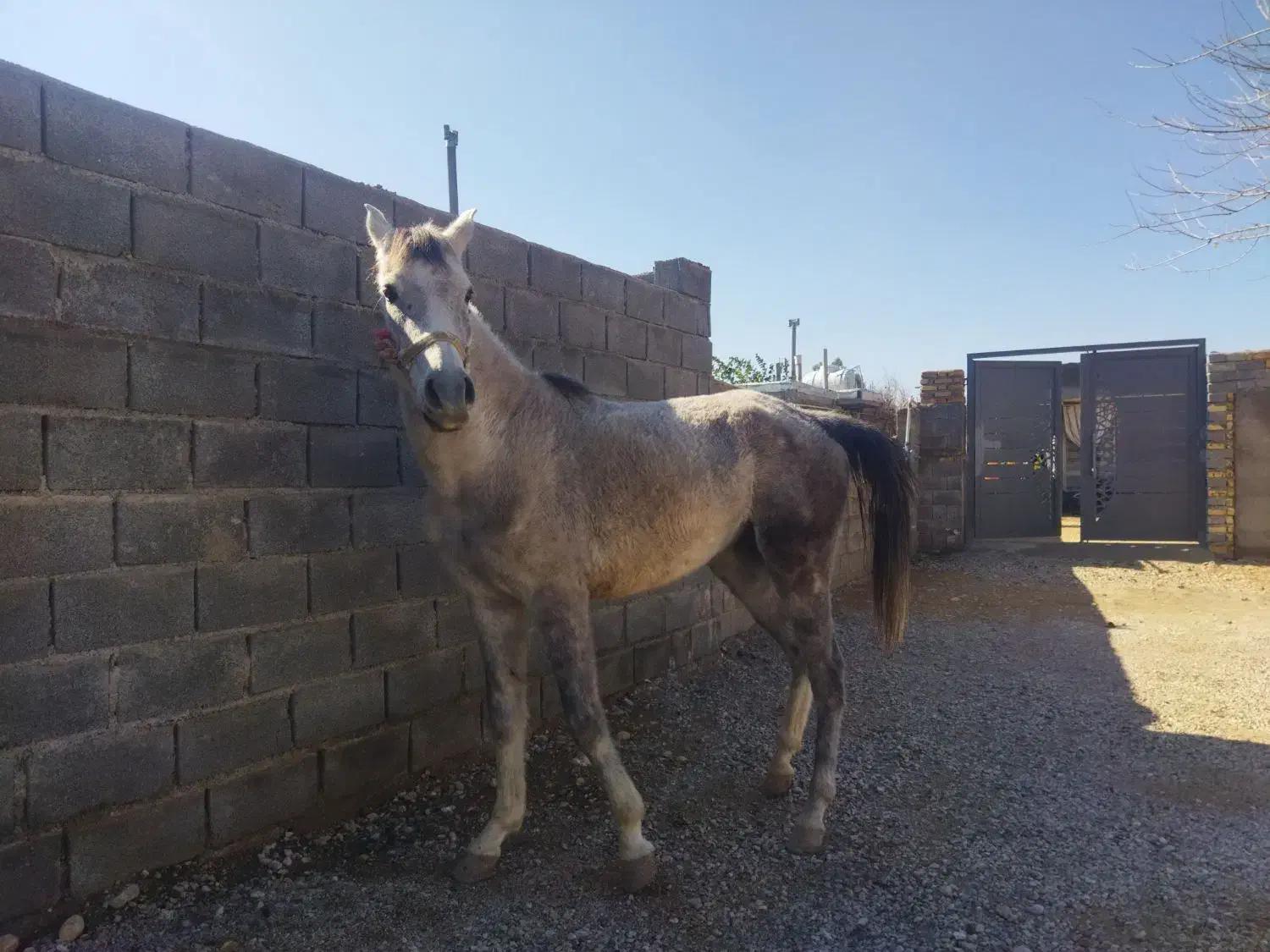 اسب|اسب و تجهیزات اسب‌سواری|فسارود, |دیوار