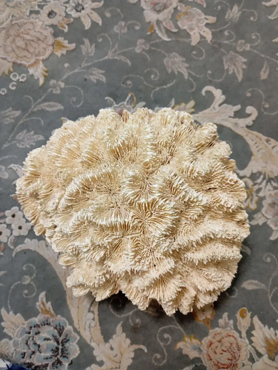 مرجان|ماهی|بندرعباس, |دیوار