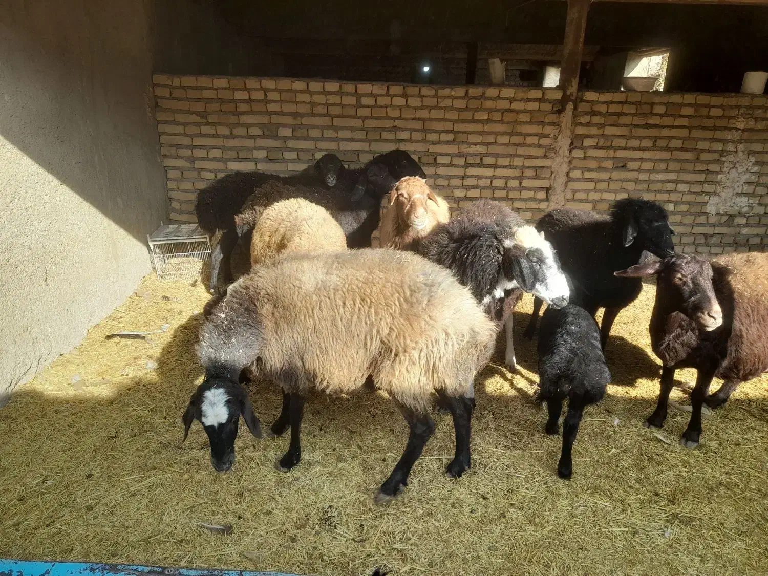 ده راس میش جوان عالی|حیوانات مزرعه|پیشوا, |دیوار