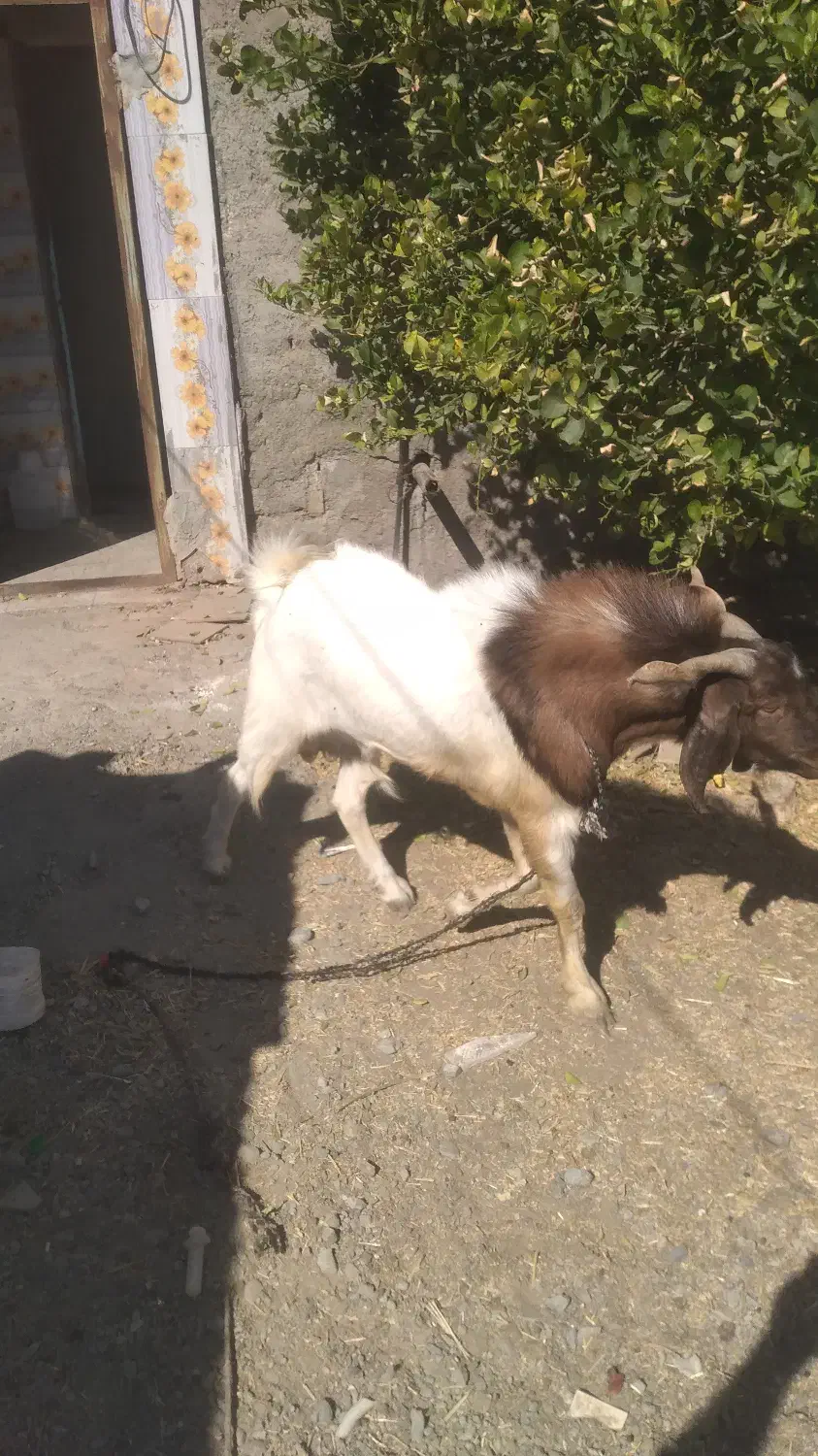 نری فروشی|حیوانات مزرعه|کهنوج, |دیوار