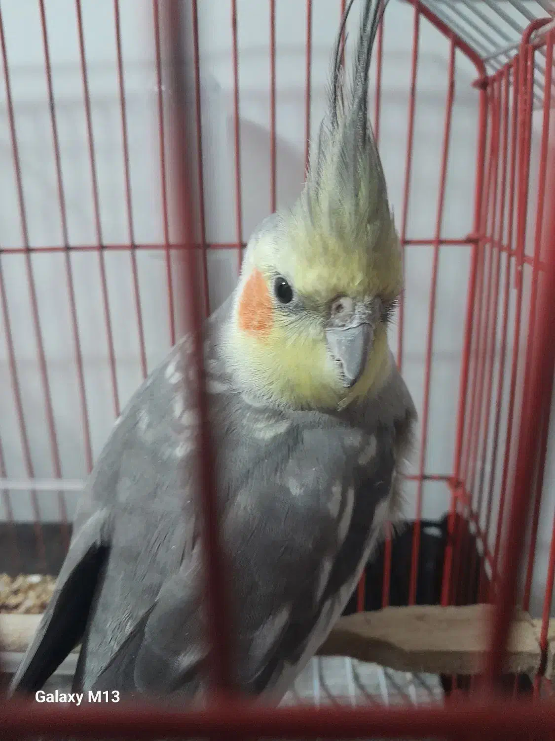 پرنده طوطی بالغ|پرنده|رشت, لاکان شهر|دیوار