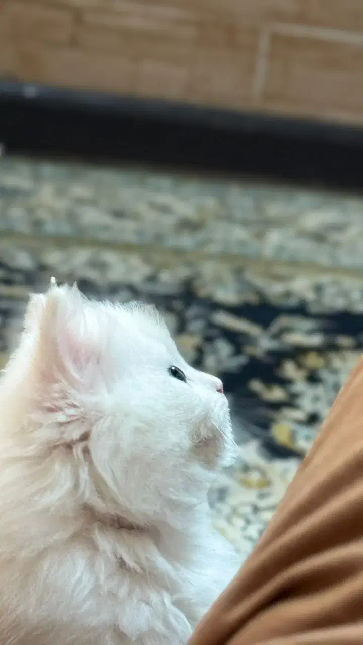 گربه دوماهه نژاد دار|گربه|یزد, |دیوار