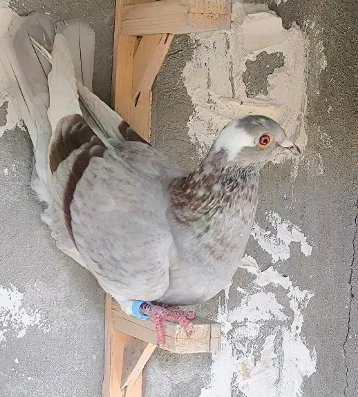 ۲۰ تا کفتر زدخوردی|پرنده|قائن, |دیوار