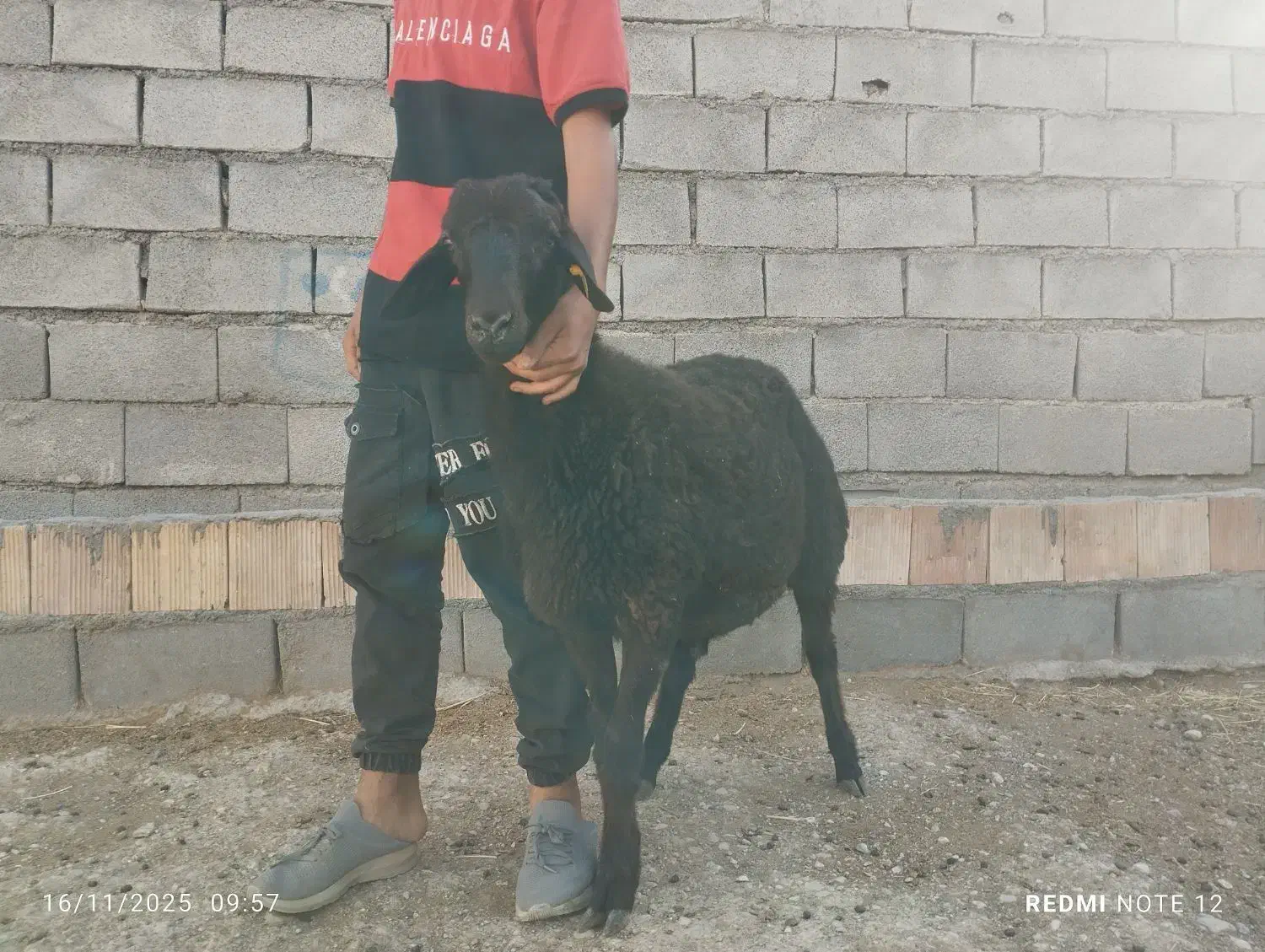 «بره قوچ همو»|حیوانات مزرعه|بجنورد, |دیوار