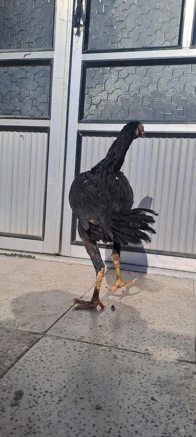 لاری اوشامو|حیوانات مزرعه|شاهدشهر, |دیوار