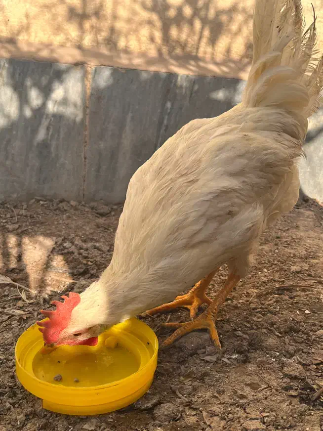 خروس|حیوانات مزرعه|نظرآباد, رسالت|دیوار