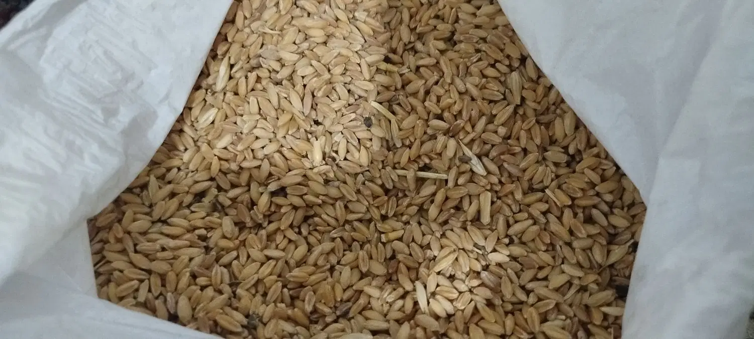 گندم دیمه|خدمات باغبانی و درختکاری|تربت جام, شهرک معلم|دیوار
