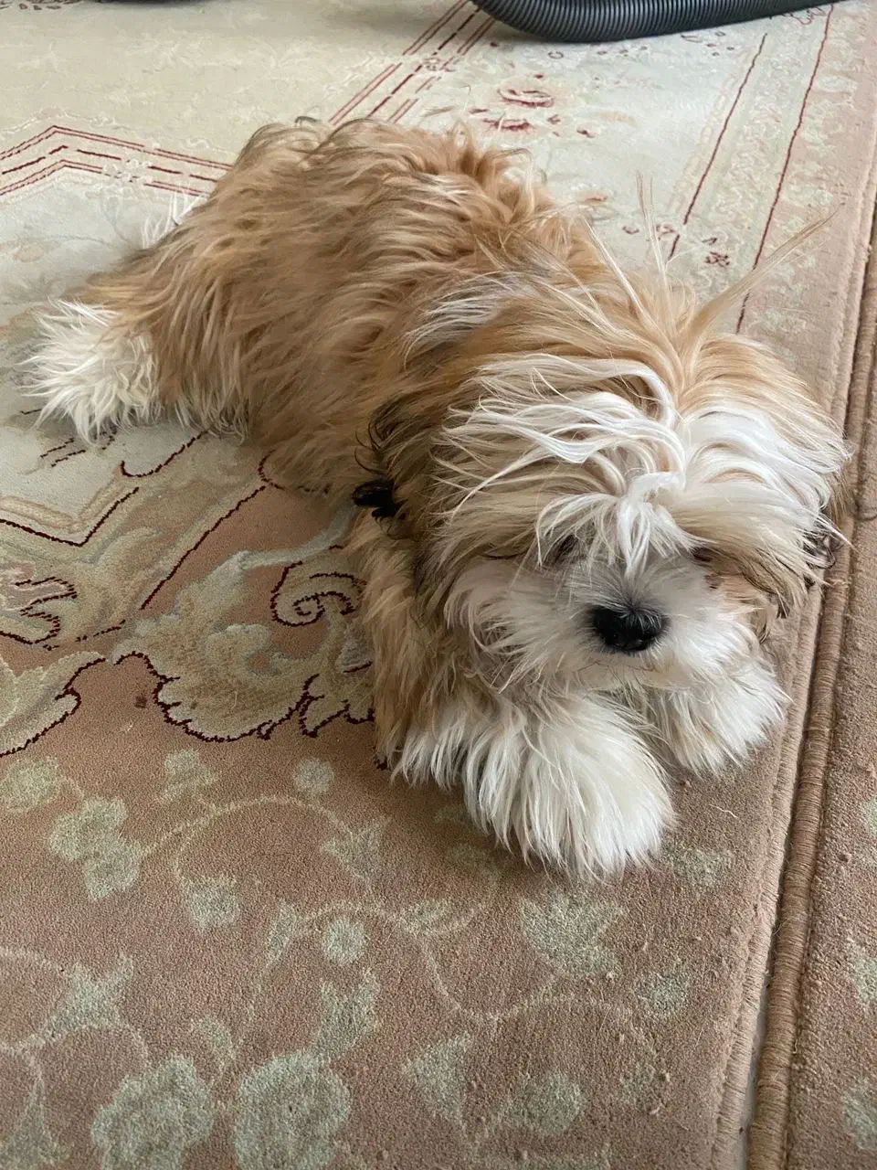 واگذاری سگ شیتزو ۱۰ ماهه|سگ|سهند, |دیوار