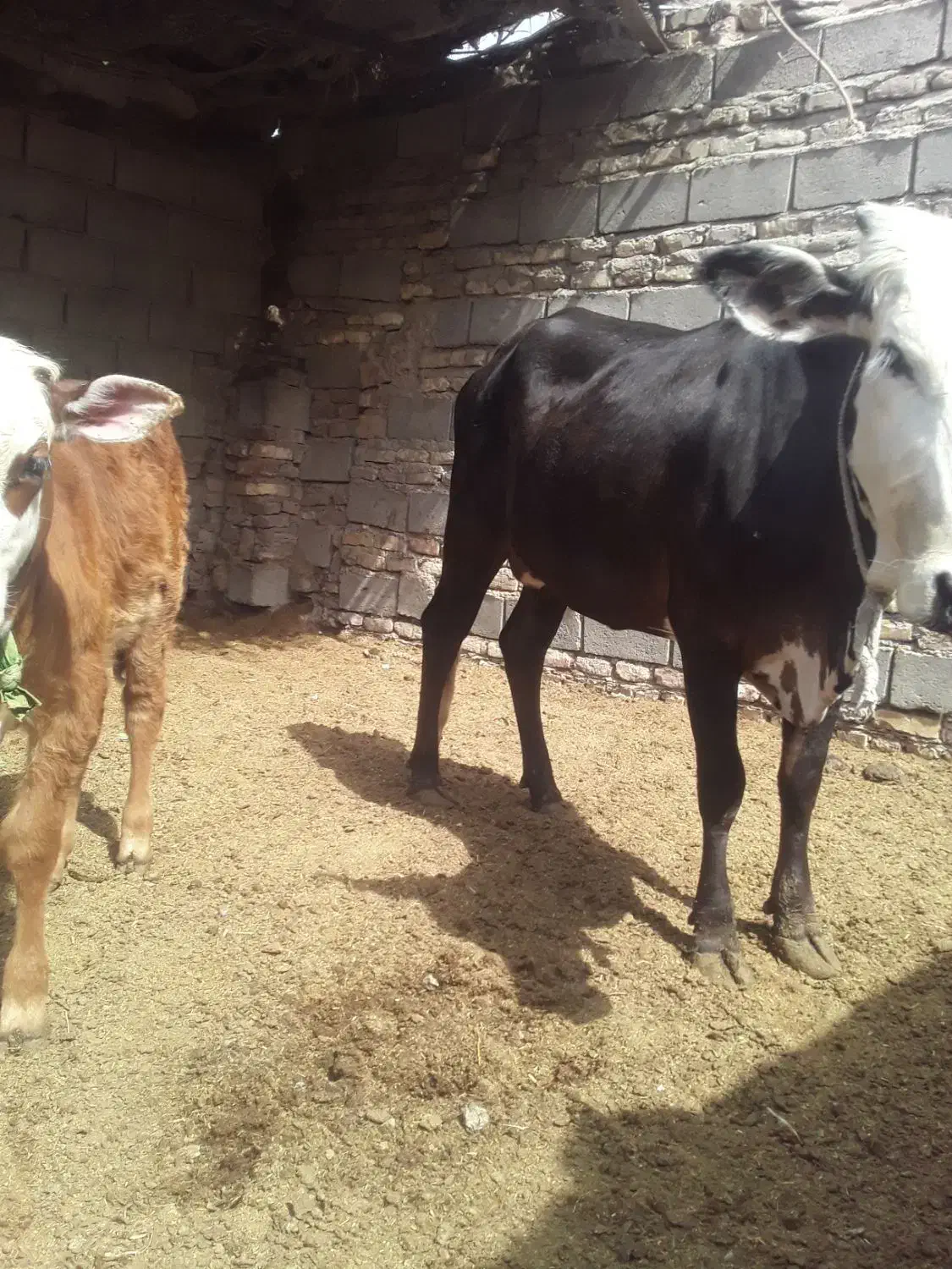 گاو  گوساله ماده|حیوانات مزرعه|زابل, |دیوار