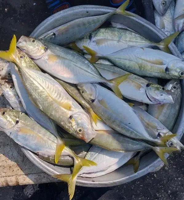 ماهی کرفه|ماهی|قشم, |دیوار