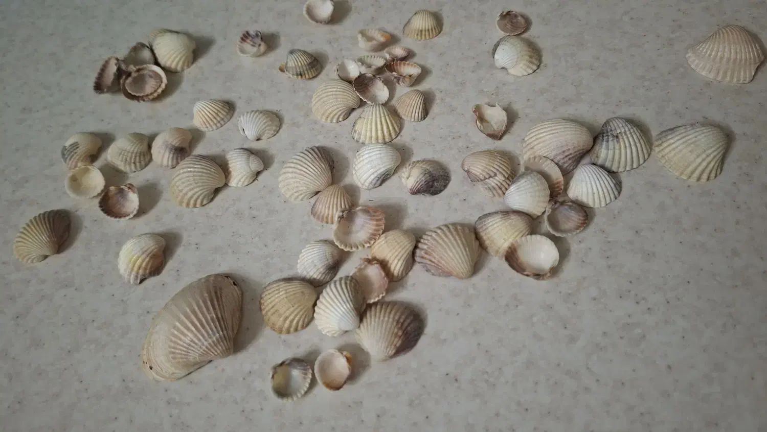 صدف تزیینی|صنایع دستی و سایر لوازم تزئینی|قم, شاه سید علی|دیوار