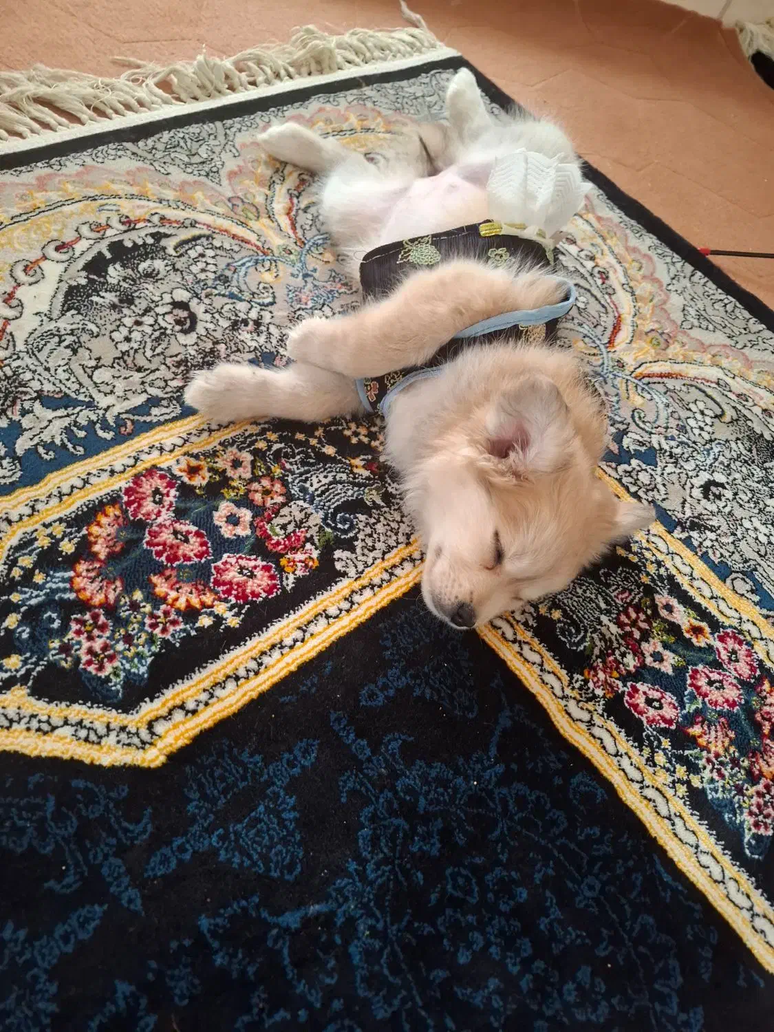 سگ پامر روباهی|سگ|رباط‌کریم, رباط‌کریم|دیوار