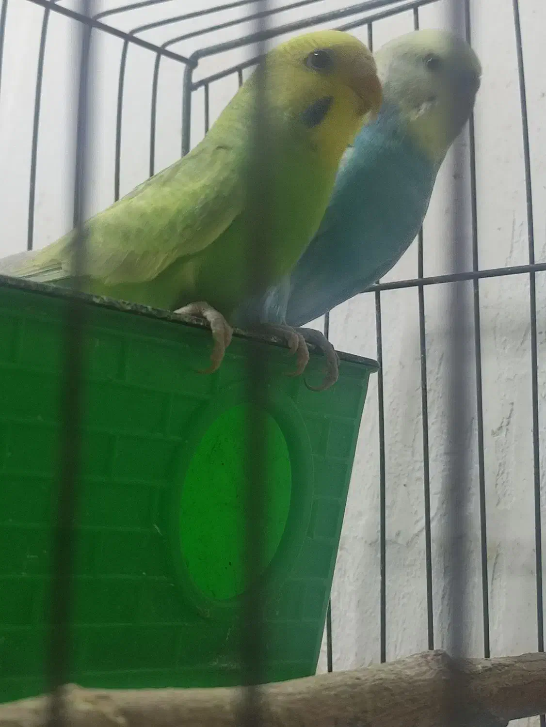 فروش چند جفت مرغ عشق مولد|پرنده|آبادان, |دیوار