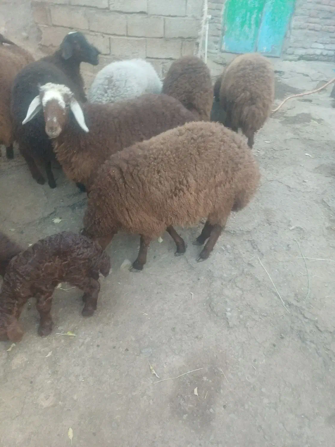 ۷راس بره دوبهر فروشی کیلویی|حیوانات مزرعه|کوراییم, |دیوار