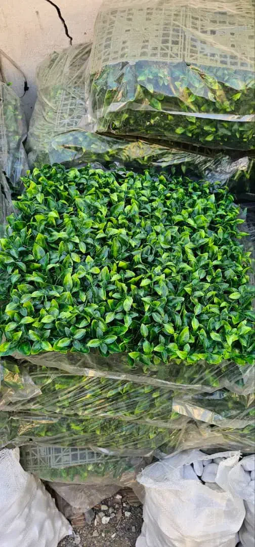 گرینوال پرتقالی|گل و گیاه طبیعی|تهران, یافت آباد شمالی|دیوار