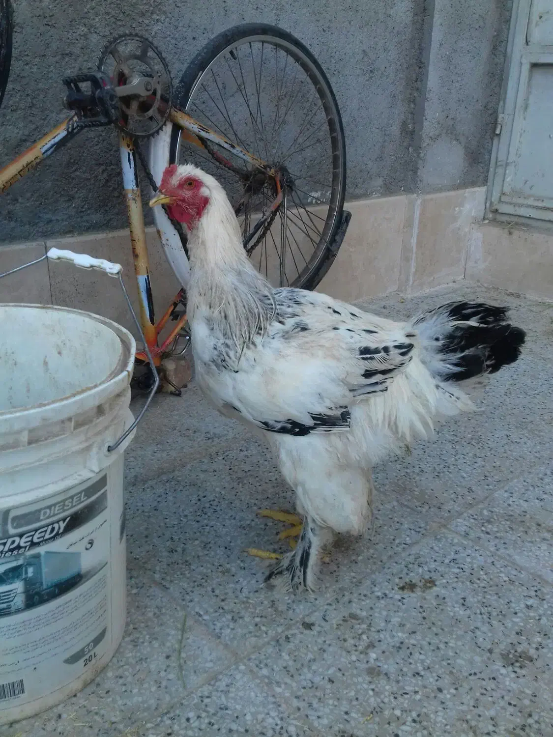 خروس برهما لایت|حیوانات مزرعه|مهریز, |دیوار