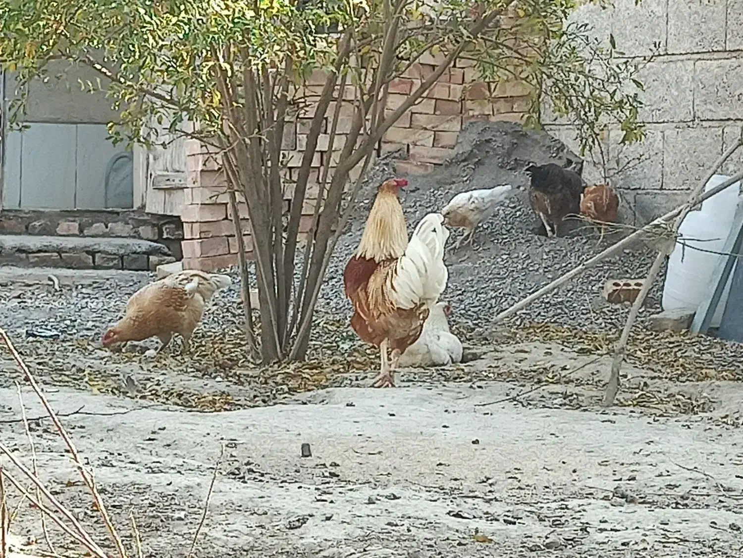 محلی|حیوانات مزرعه|انبارآلوم, |دیوار