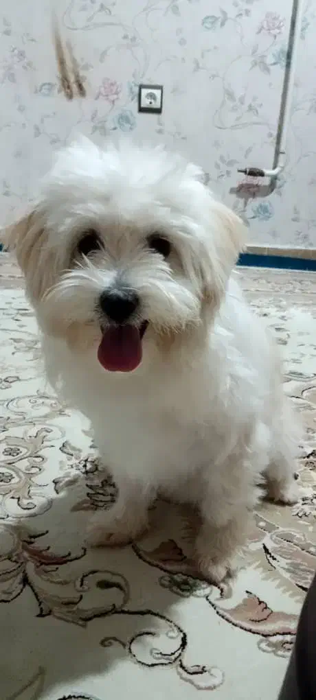 سگ پاکوتاه|سگ|کرج, کوی کارمندان شمالی|دیوار