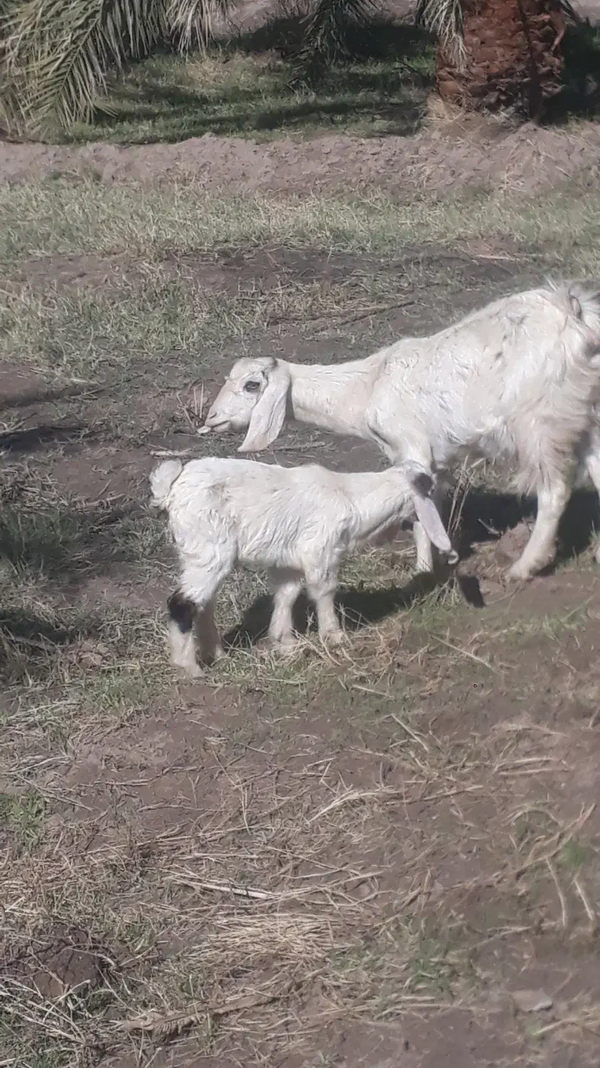 بز باکره نر|حیوانات مزرعه|ریگان, |دیوار