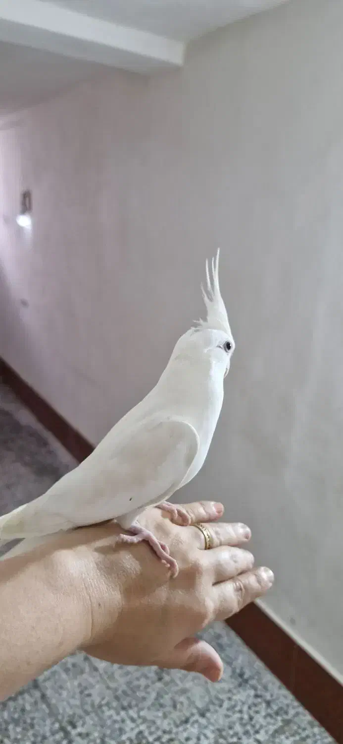 عروس هلندی|پرنده|لنگرود, |دیوار