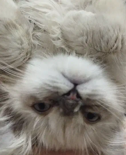 گربه پرشین|گربه|تربت جام, یحیی آباد|دیوار