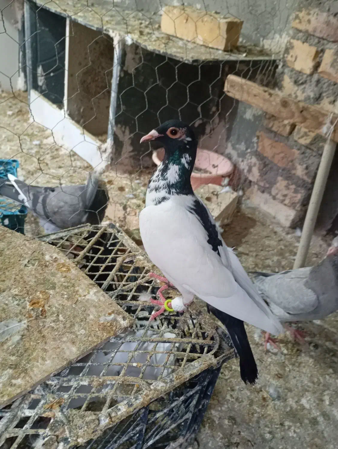 سلام|پرنده|تایباد, |دیوار