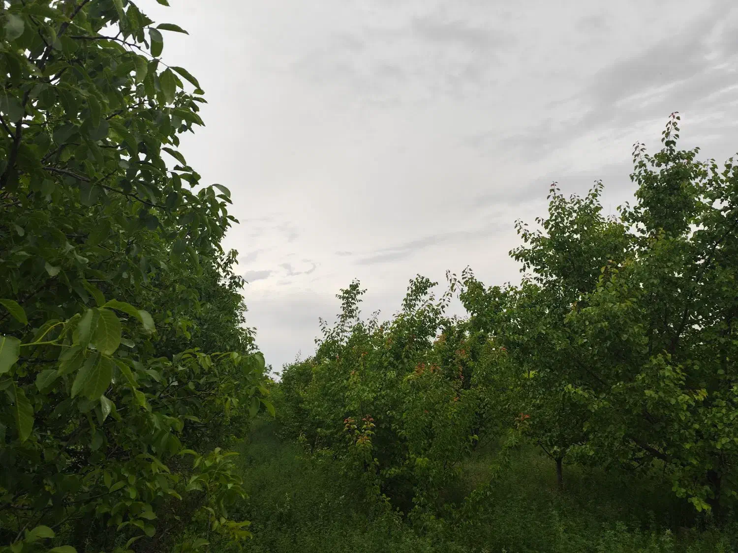 باغچه|فروش دفتر صنعتی، کشاورزی، تجاری|نوشین شهر, |دیوار