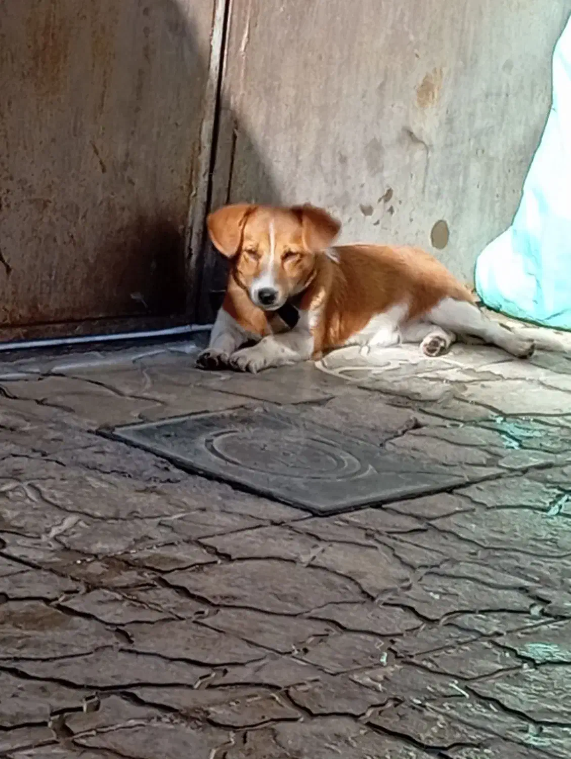 سگ پاکوتاه جوانه|سگ|تربت جام, میرقوام الدین|دیوار