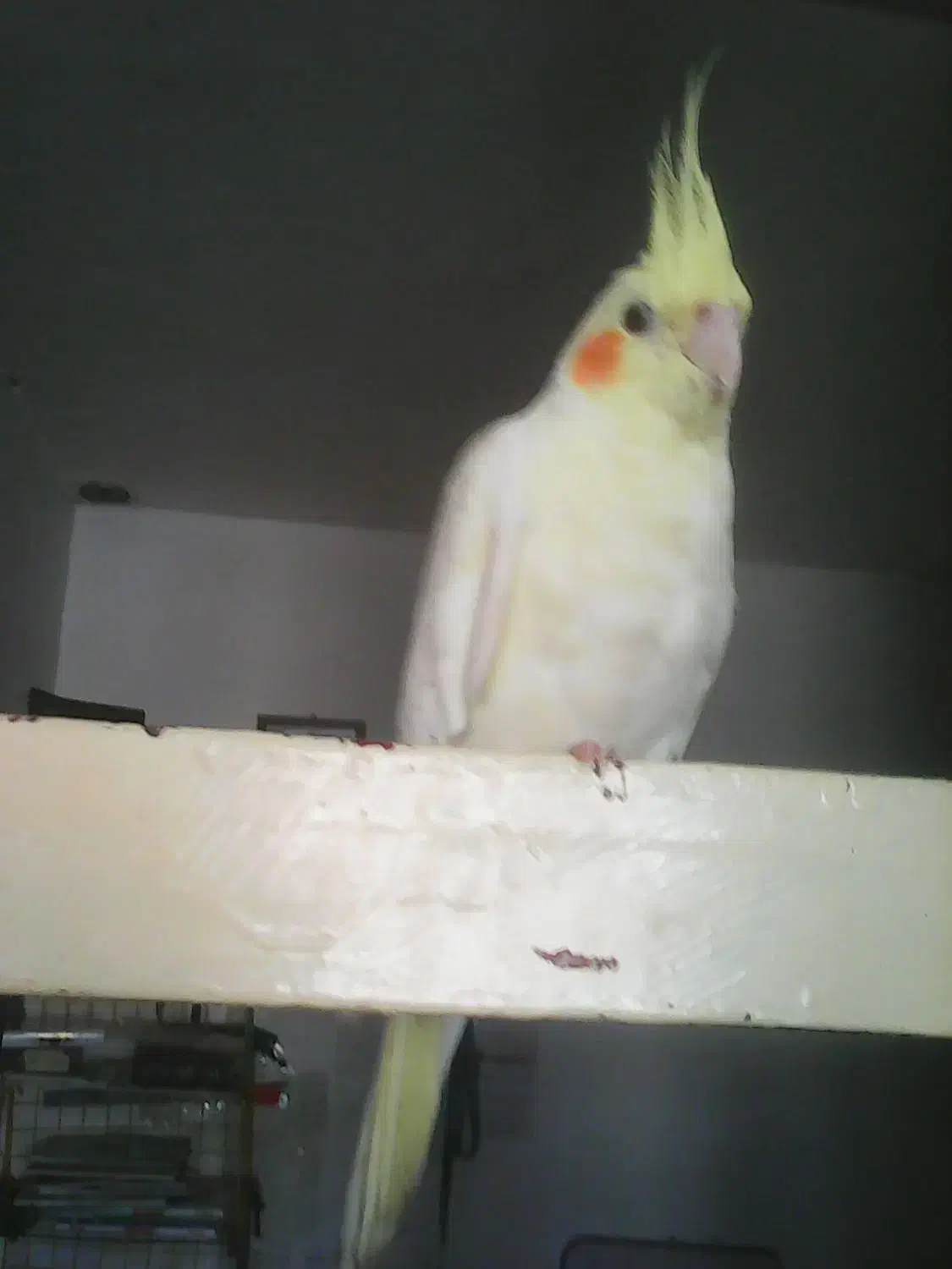 عروس هلندی گمشده|حیوانات|کوهدشت, |دیوار