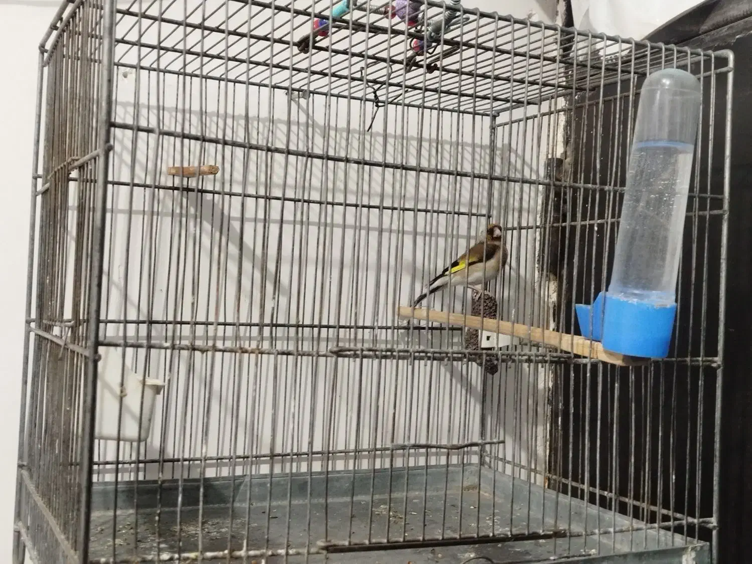 سهره نر|پرنده|ایلام, |دیوار