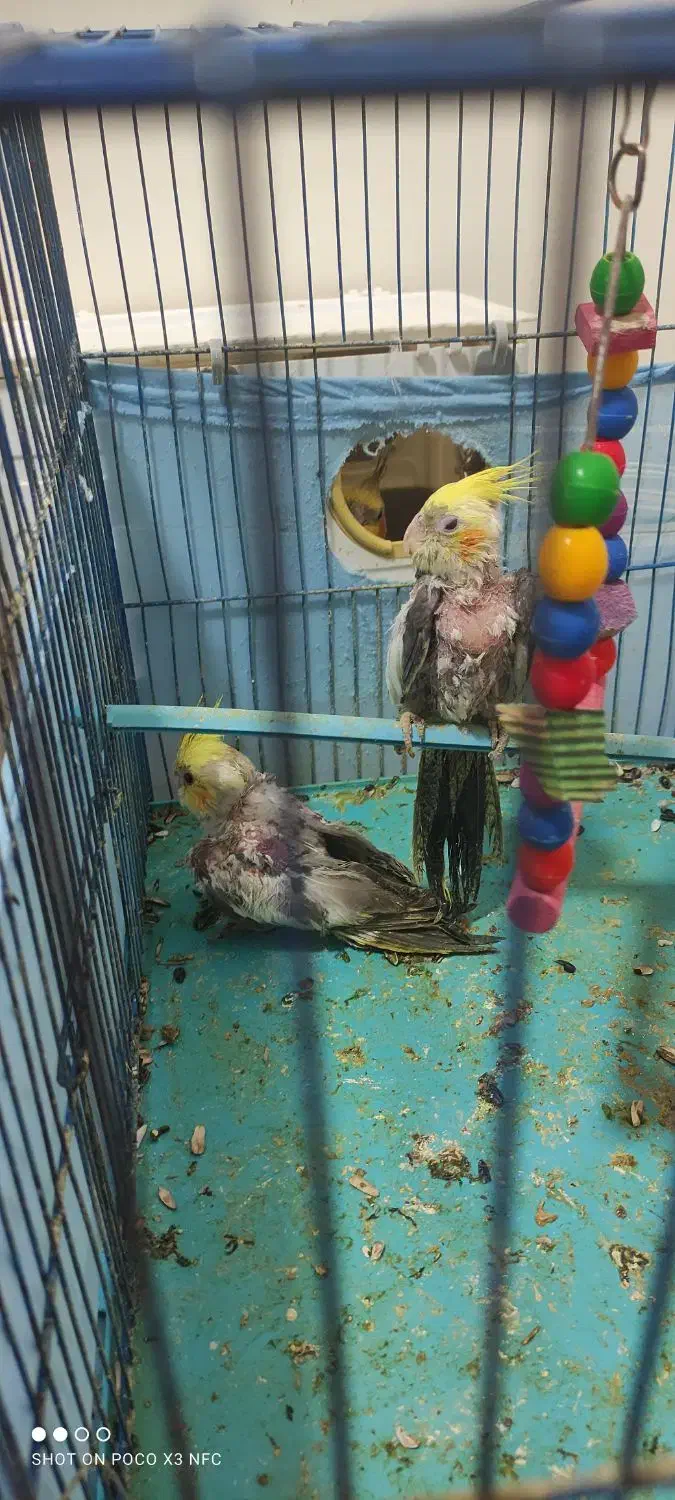 عروس هلندی همراه با تخم و جوجه|پرنده|بندر ماهشهر, |دیوار