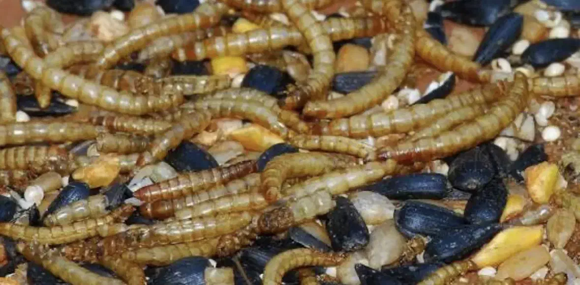 میلورم خشک و زنده|خزنده|تهران, هرندی|دیوار