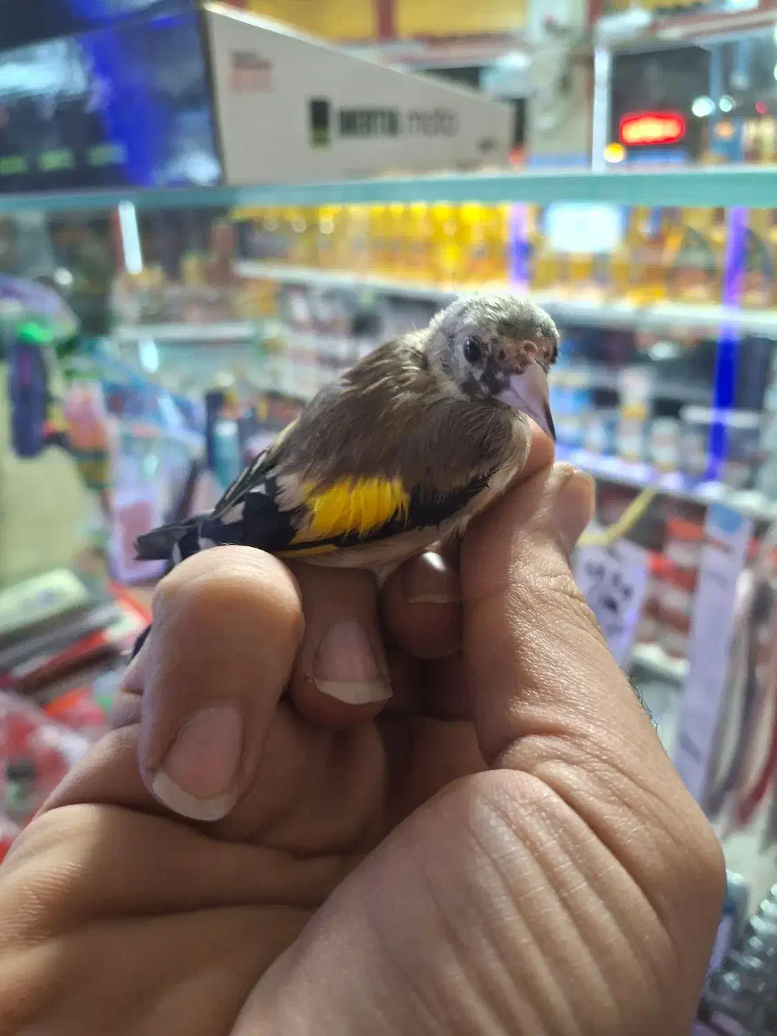 جوجه سهره درشت|پرنده|خوانسار, |دیوار