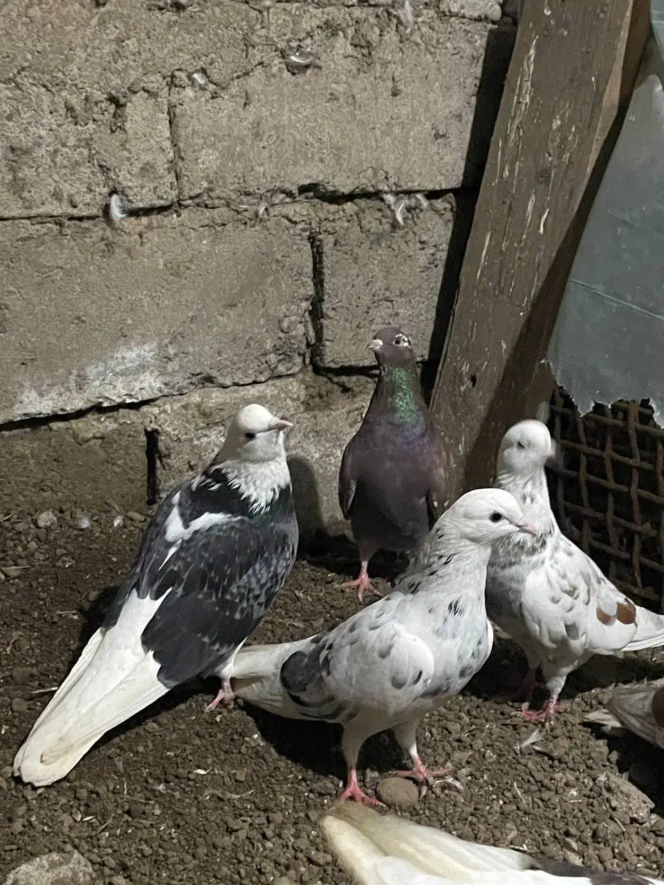 کبوتر|پرنده|سنگر, |دیوار