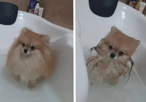 پامرانین|سگ|قم, بکایی|دیوار