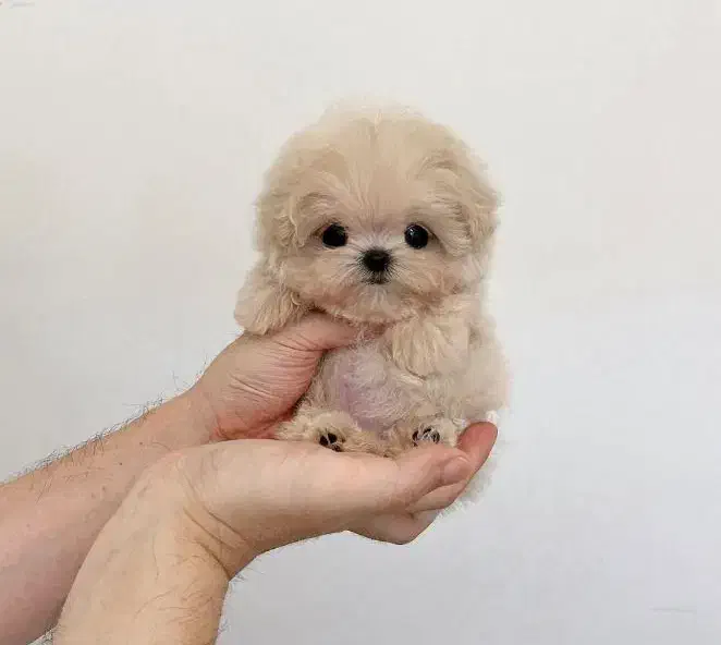 واگذاری سگ پودل|سگ|تهران, امیریه|دیوار