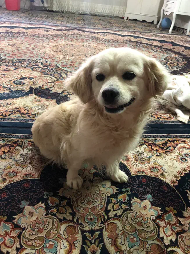 سگ پیدا شده|حیوانات|سبزوار, سجاد|دیوار