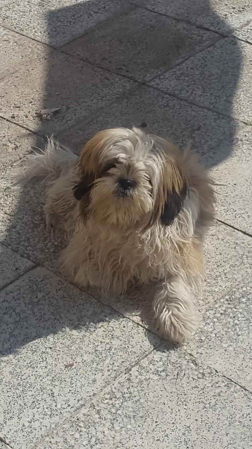 سگ شیتزو|سگ|سیرجان, |دیوار