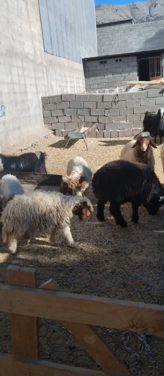 حیوانات مزرعه|حیوانات مزرعه|ایلام, |دیوار