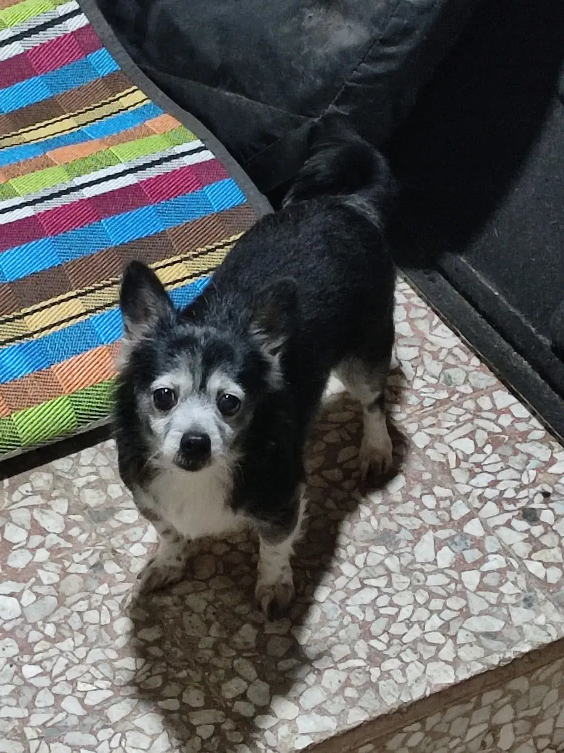 سگ پامر پیدا شده برای واگذاری|سگ|بندر انزلی, کلیور|دیوار